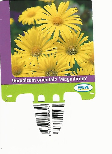 Doronicum orientale 0001.jpg
